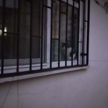 İBB - İstanbul Büyükşehir Belediyesi Sokak Hayvanları Ve Kirlilik Sorunu İçin Acil Çözüm Talebi