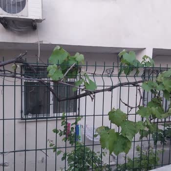 İBB - İstanbul Büyükşehir Belediyesi Sokak Hayvanları Ve Kirlilik Sorunu İçin Acil Çözüm Talebi