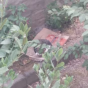 İBB - İstanbul Büyükşehir Belediyesi Sokak Hayvanları Ve Kirlilik Sorunu İçin Acil Çözüm Talebi