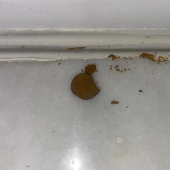 Çerezya Yer Fıstığı Şikayet