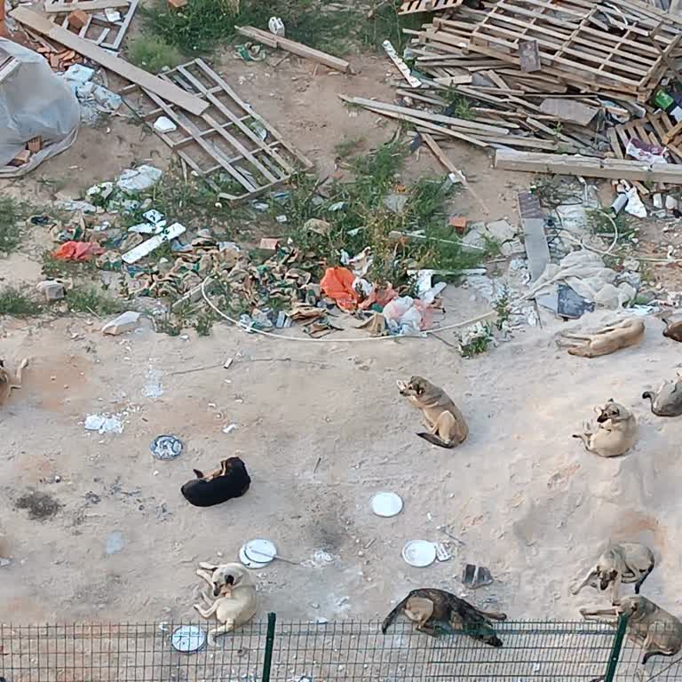 Konya Büyükşehir Belediyesi Başıboş Saldırgan Köpekler İlgisiz Belediyecilik