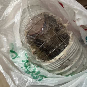 İBB Kanalizasyondan Gelen Fare Sorunu Çok Acil