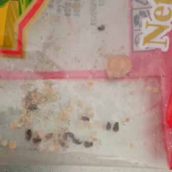 BİM Aldığım Nohudu Böcek Basmış