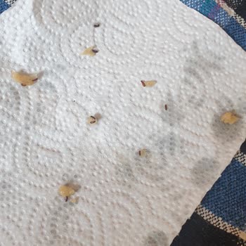 A101 Altı Patlayan Un Paketini Bantlamış Ve Un Tamamen Böceklenmiş