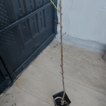 E-fidancım Sipariş Edilen Fidanların Kalitesi Hakkında Hayal Kırıklığı