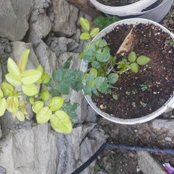 E-fidancım Sipariş Edilen Fidanların Kalitesi Hakkında Hayal Kırıklığı