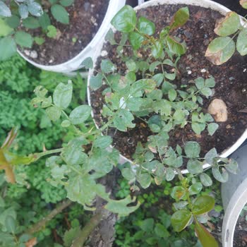 E-fidancım Sipariş Edilen Fidanların Kalitesi Hakkında Hayal Kırıklığı