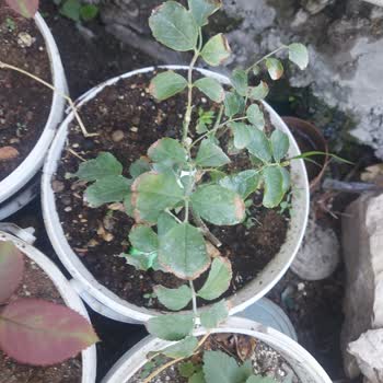 E-fidancım Sipariş Edilen Fidanların Kalitesi Hakkında Hayal Kırıklığı