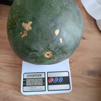 A101 Siparişi Verdim, Ürünler Süper (! ). Yok Yok.