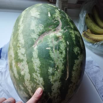 Mopaş Online Çürük Ürünleri