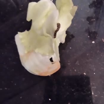 Komagene Bayat Çiğköfte Ve Kurtlu Marul Gönderdi