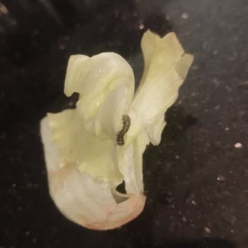 Komagene Bayat Çiğköfte Ve Kurtlu Marul Gönderdi