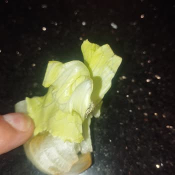 Komagene Bayat Çiğköfte Ve Kurtlu Marul Gönderdi