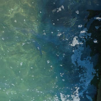 Fantasia Hotel De Luxe Kuşadası'nda 25 Yıldır Süregelen Çevre Kirliliği Sorunu!