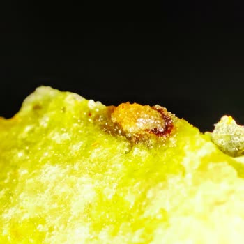 BİM Marketlerde Satılan Patates Cipsinden Böcek Çıktı!