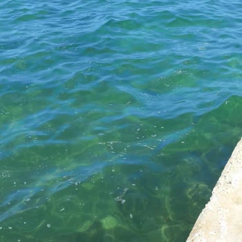 Kuşadası Belediyesi Kuşadası'nda 25 Yıllık Temizlik Sorunu Ve İlgisizlik