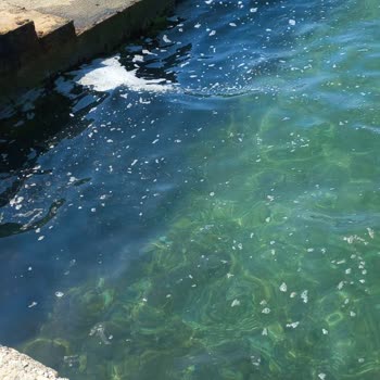 Kuşadası Belediyesi Kuşadası'nda 25 Yıllık Temizlik Sorunu Ve İlgisizlik