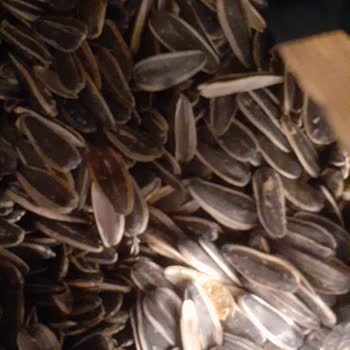 NutFest Kuruyemiş Nutfest Dakota Çekirdeği Hakkında Hayal Kırıklığı