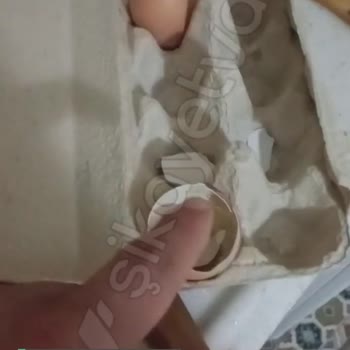 Gordo Yumurta Mağdurum Şu An