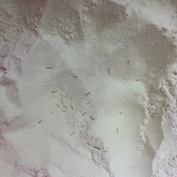 Hatap Değirmenleri Aldığım Unun Kalitesizliği Ve Mağduriyetim