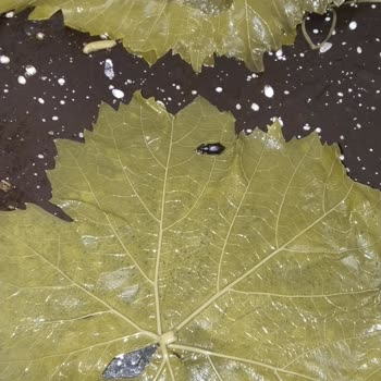 Şok Marketler Gece Yarısı Böcek Şoku: Misafirlerime Ne Sunacağım?