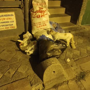 Zeytinburnu Belediyesi Çöp Konteyneri Koyulmuyor