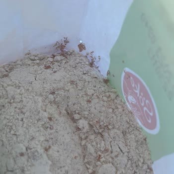 Migros Böceklenmiş Tarihi Geçik Ürünü Satıyor