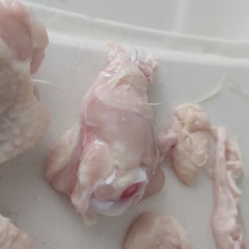 Erpiliç Kanat Ve Butların Üzerindeki Tüyler Yolunmamış