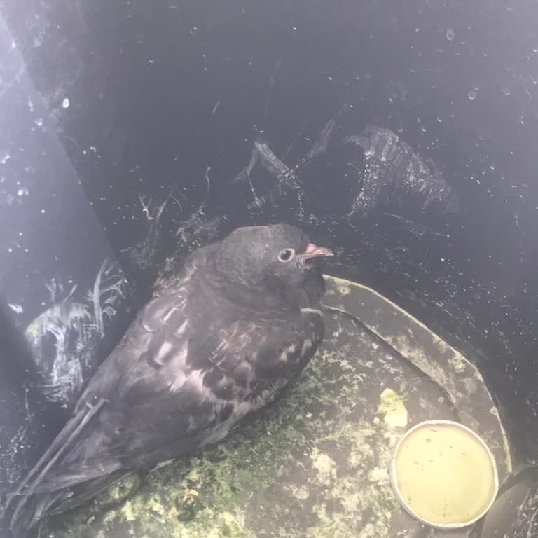 Doğa Koruma Ve Milli Parklar, (yaralı Güvercin)