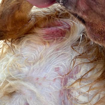 Loft Pet House Köpeğimi Hasta Etti