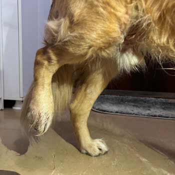 Loft Pet House Köpeğimi Hasta Etti