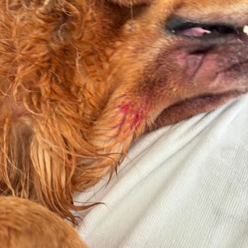 Loft Pet House Köpeğimi Hasta Etti