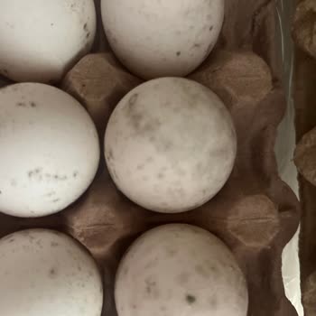 Çağrı Hipermarket Yumurtaları Bozuk Herkesin Dikkat Etmedi Gerekir