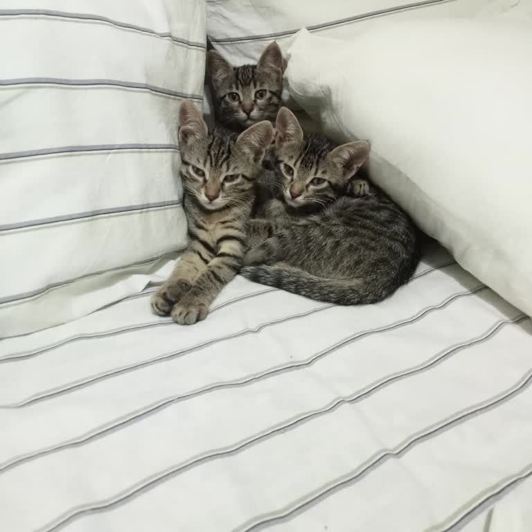 Minik Dostlar Veteriner Kliniği Kedimi Kısırlaştırmaya Verdim Ama Onlar Öldürdüler.