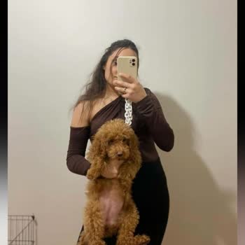 Minipatilerimiz (Instagram) Sahipsiz Köpek Sahiplendirme İddiasıyla İlgili Şikayet