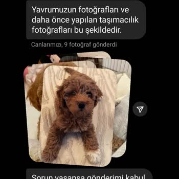 Minipatilerimiz (Instagram) Sahipsiz Köpek Sahiplendirme İddiasıyla İlgili Şikayet