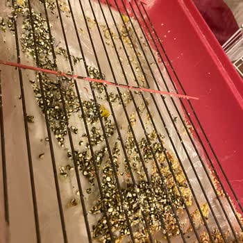 Yağmur Petshop (Karatay) Para Karşılığında Bile 2 Kuşa Bakmayı Beceremedi