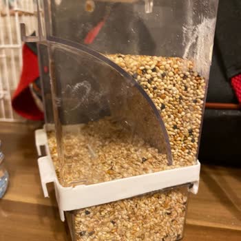 Yağmur Petshop (Karatay) Para Karşılığında Bile 2 Kuşa Bakmayı Beceremedi