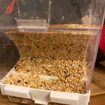 Yağmur Petshop (Karatay) Para Karşılığında Bile 2 Kuşa Bakmayı Beceremedi