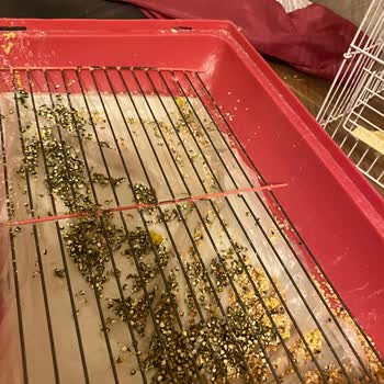 Yağmur Petshop (Karatay) Para Karşılığında Bile 2 Kuşa Bakmayı Beceremedi