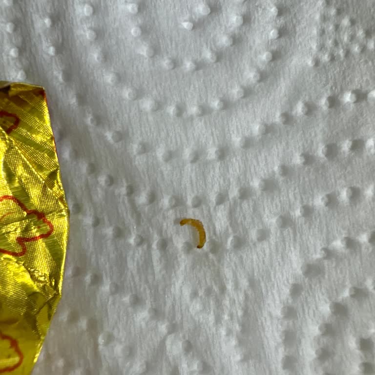 Knorr Tavuk Bulyon Kurt Çıktı