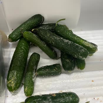 Siemens Buzdolabı Sürekli Arızalanıyor Ve Ürünleri Bozuyor