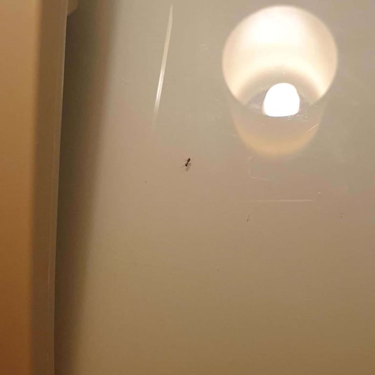 Kefaluka Resort'ta Karınca İstilası Ve Temizlik Sorunları