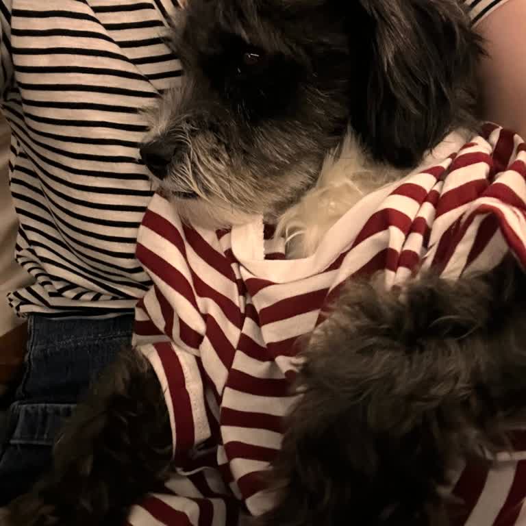 Şazeli Restoran (Florya) Evcil Hayvan Kabulü Ve Müşteri İletişiminde Sorunlar