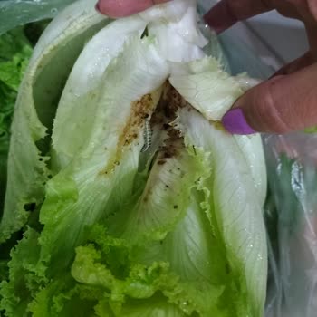 GetirÇarşı Getir Uygulaması Müşteri Mağduriyetiyle İlgilenmiyor