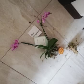 ÇiçekSepeti'nin Yıldönümümüzü Rezil Etti, Acil İade İstiyorum