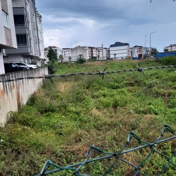 Altınordu Belediyesi Arsada Otların Biçilmemesi Ve Zabıta İlgisizliği