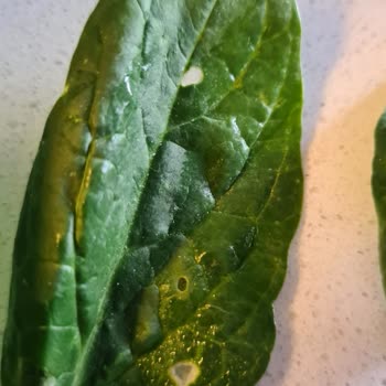 Greenada.com Sıfır Kalite Kontrol!