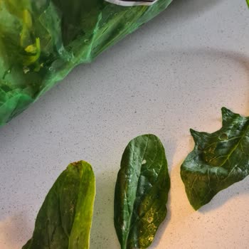 Greenada.com Sıfır Kalite Kontrol!