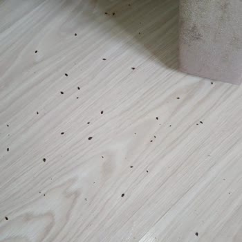 İstikbal Yatak, Baza Ve Başlıkta Tahta Kurusu Var.